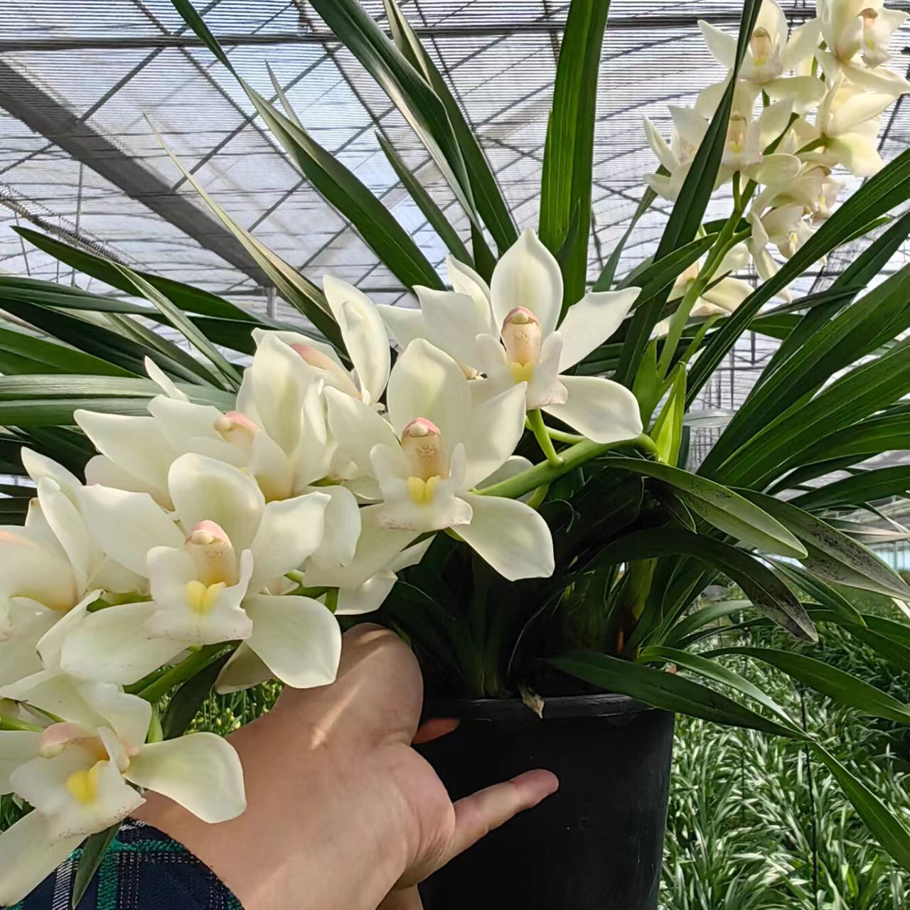 【白玉香兰】多花间大花蕙兰年宵花