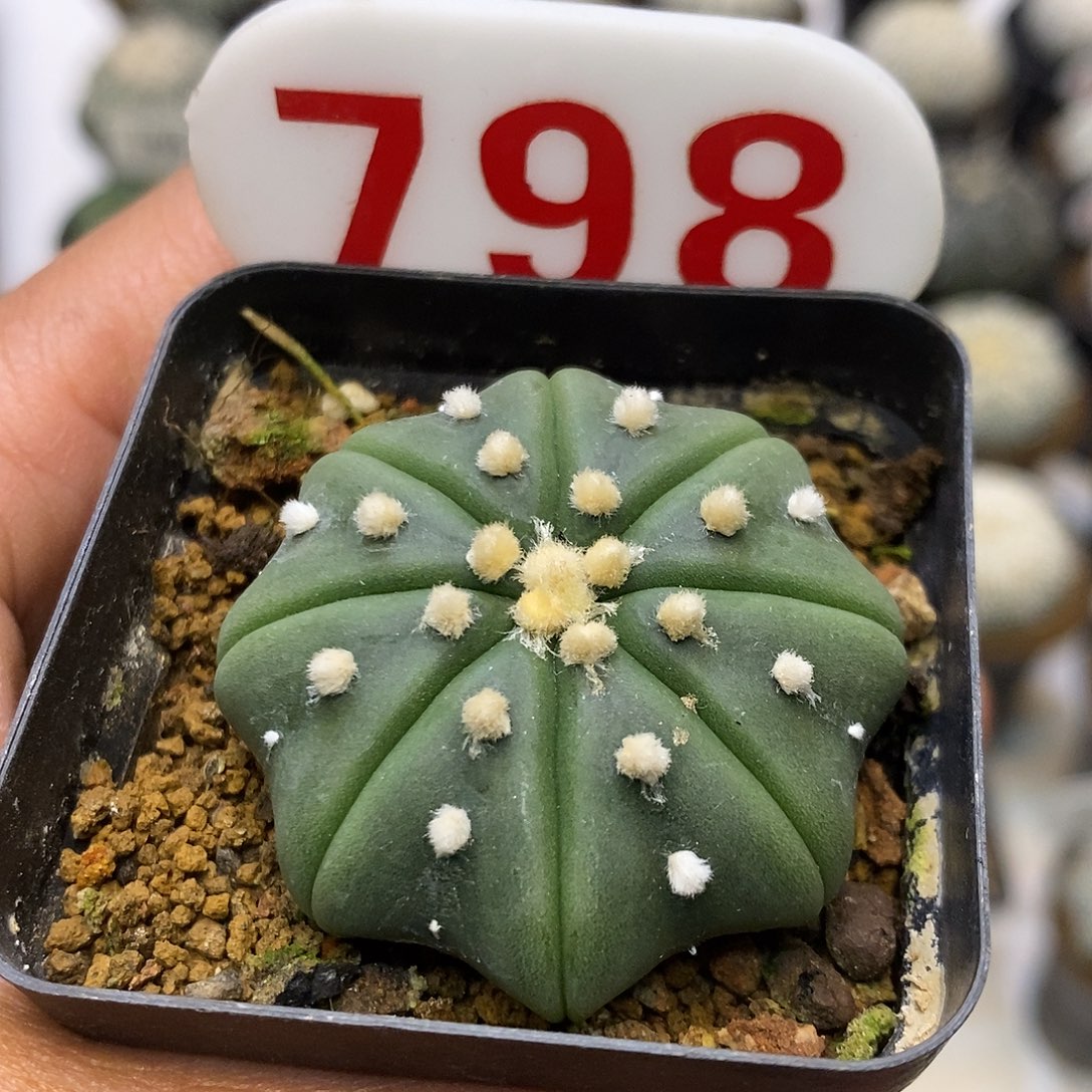 798海星特价来了哦亲