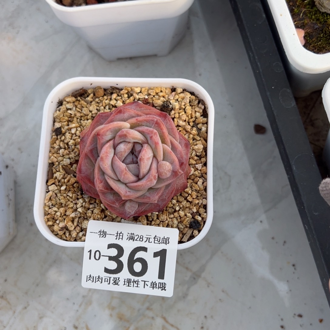 优选糖心多肉多肉多肉多肉