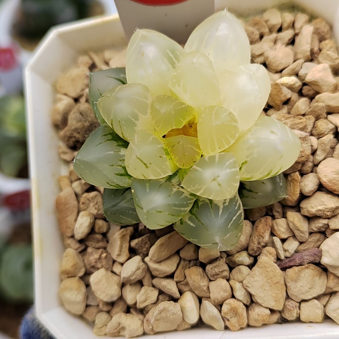 202号 OM锦 4厘米左右一物一拍带盆