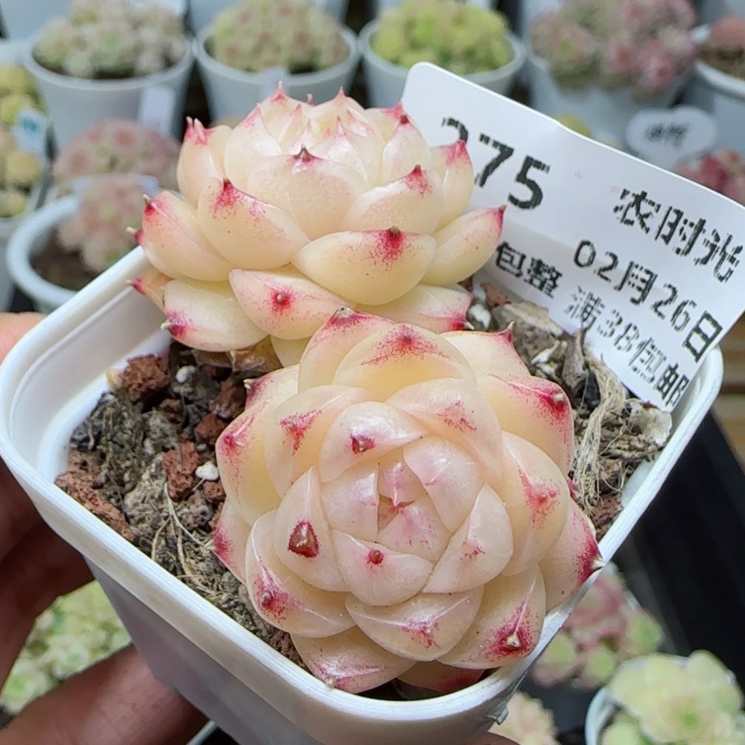 【闪购商品】0226-275麦杆（散）