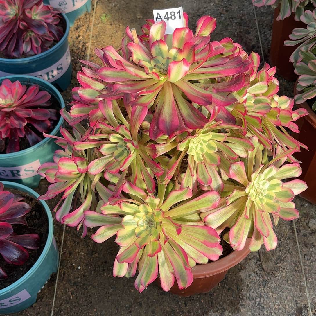 多肉法师维纳斯481