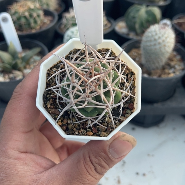 完全开放实生碧岩玉带盆发