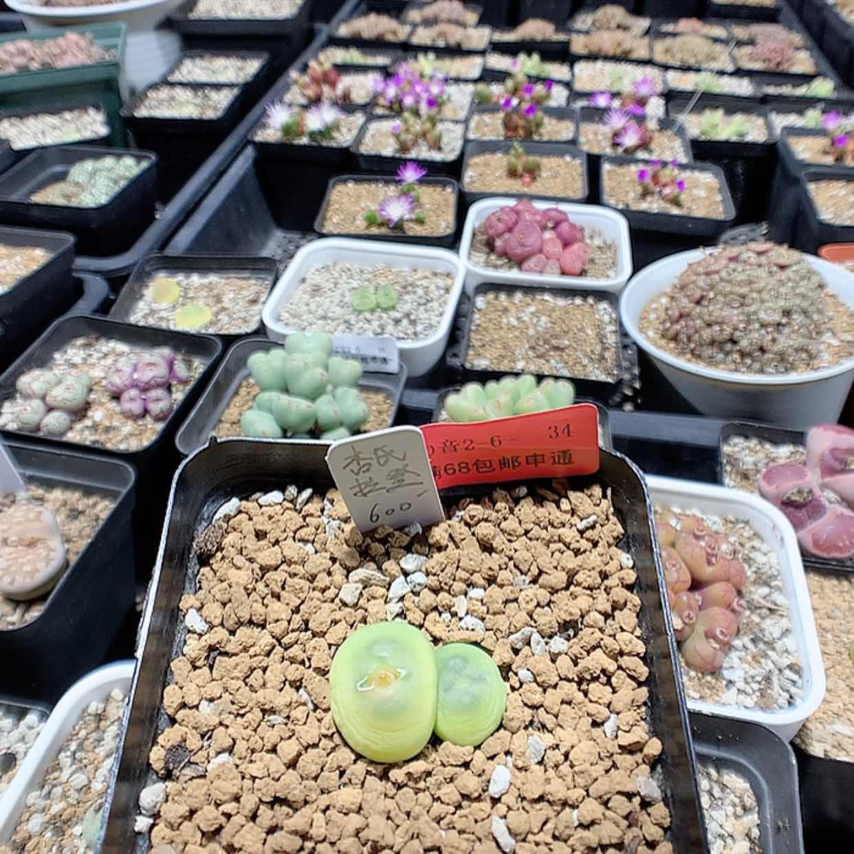 【闪购商品】2-6-34 杏式拉登一颗特600