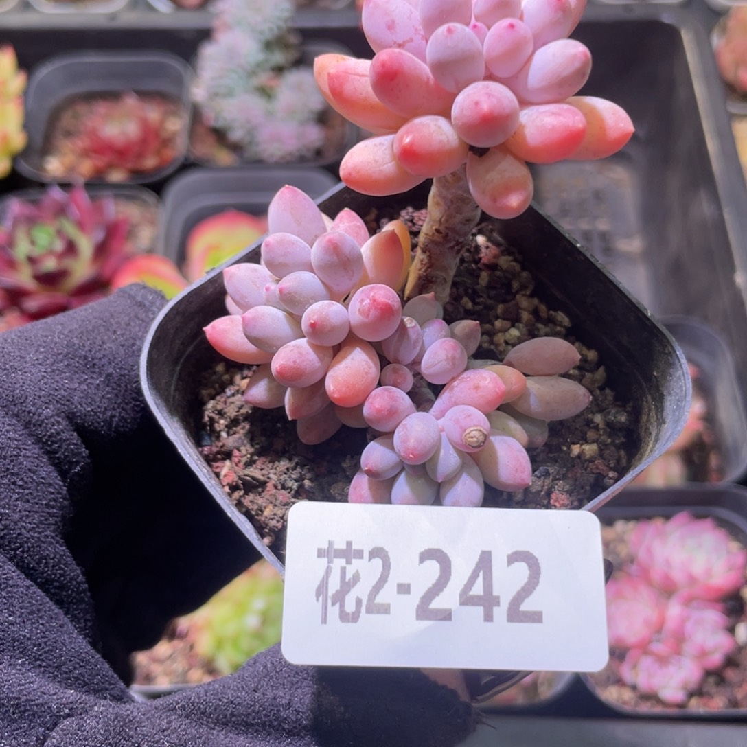 花利美2-242婴儿手指