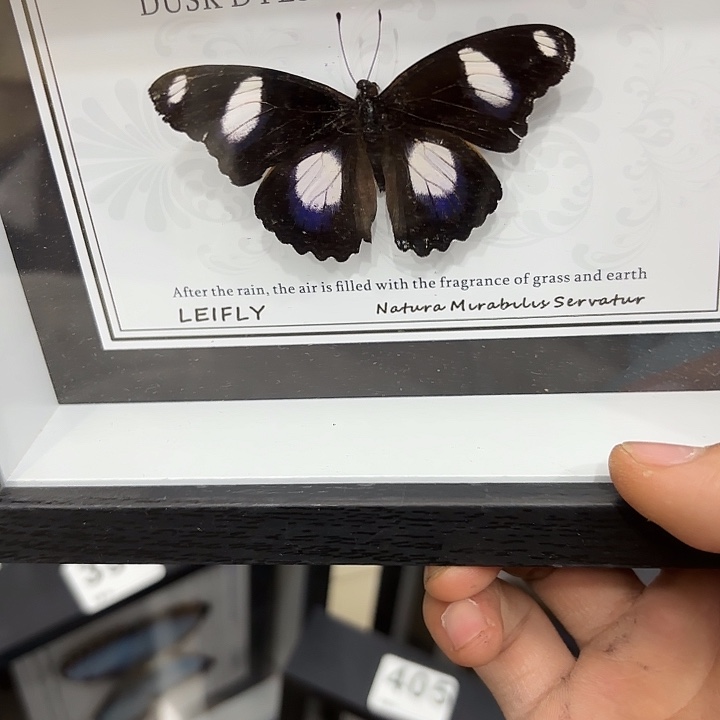 心***蝴蝶标本定制481@