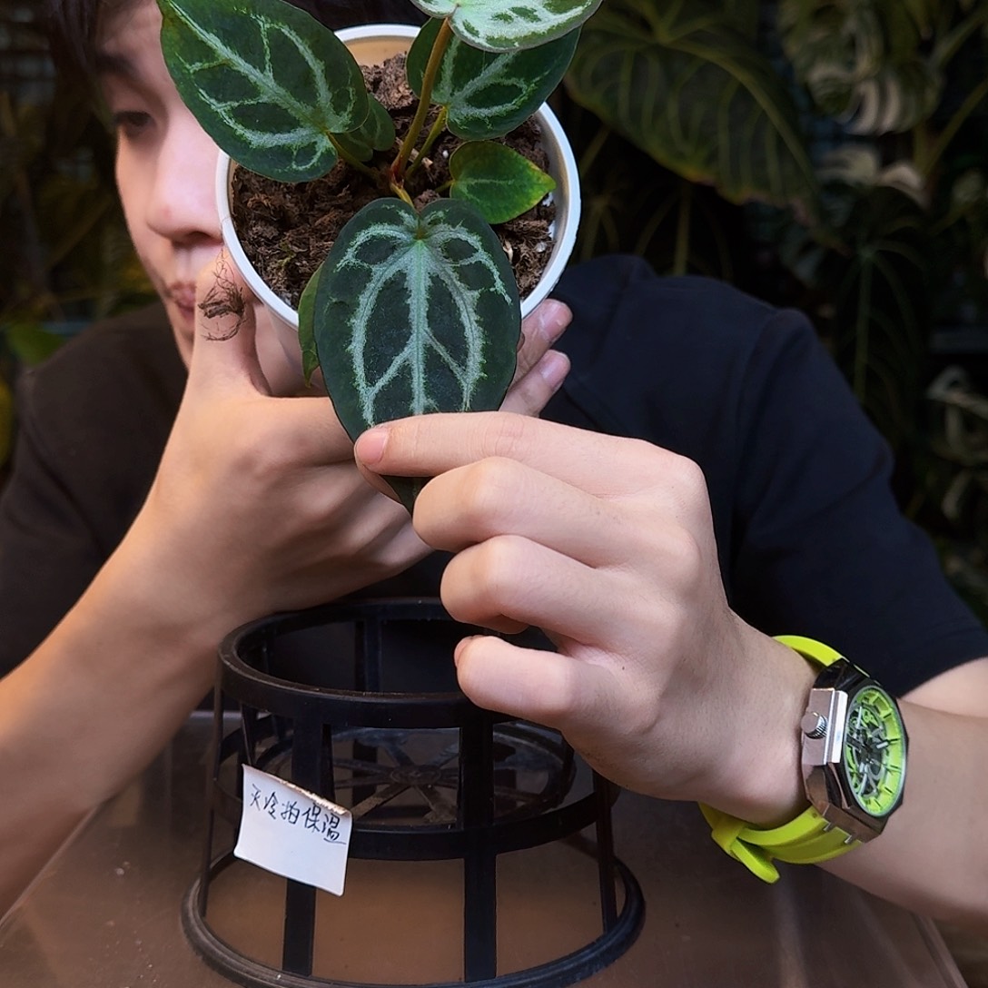 完全开放V152skg灰杂skg银