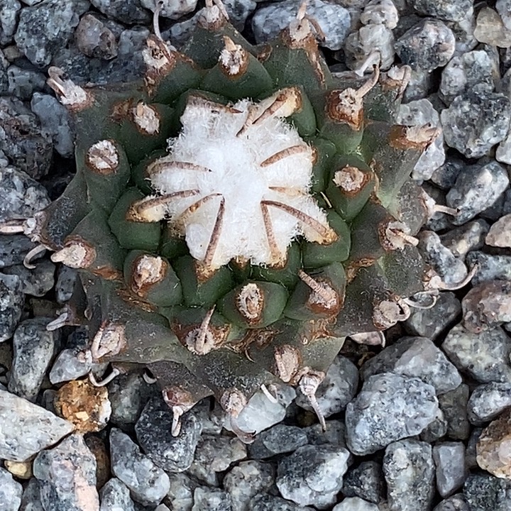 司***森娇丽安德森保温发货