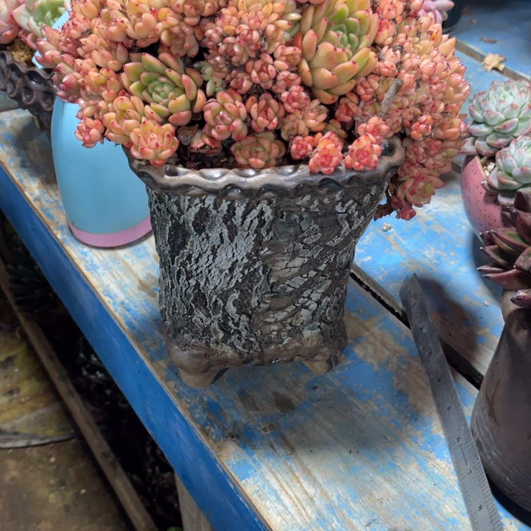 紫***）多肉植物保护研究所所长的时候