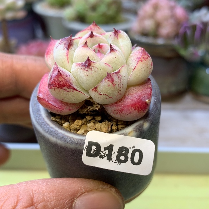 D180一物一拍带盆