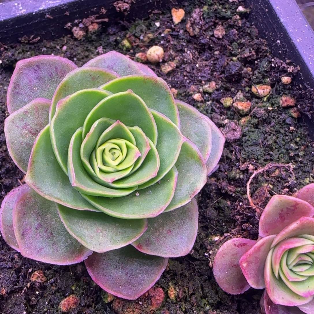 2颗单头玫瑰112424243435353