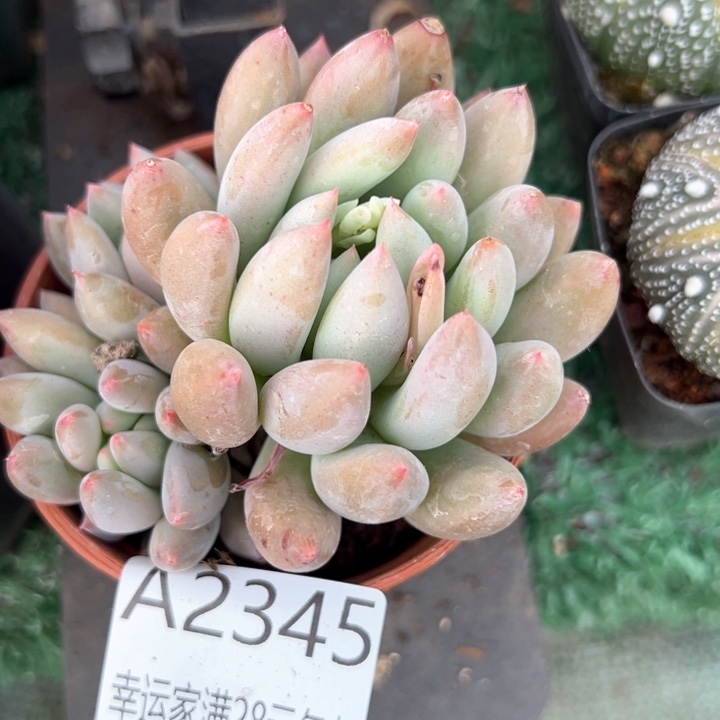 幸运的是我的朋友