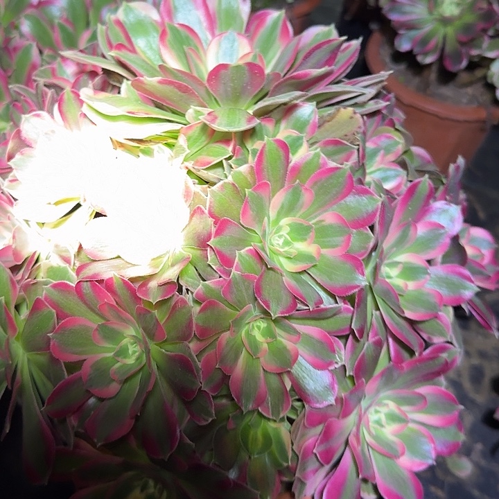 新品种妖月老桩亏本福利