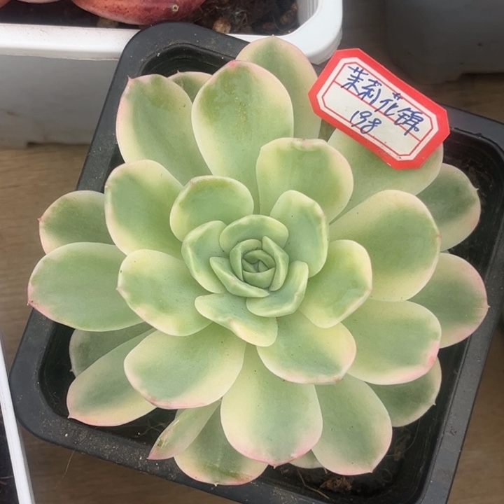 茉莉花锦一物一拍