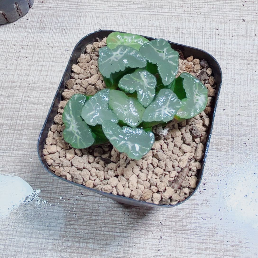 废***多凤凰万象多肉植物666