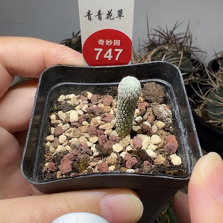 实生精巧丸0.7cm6688