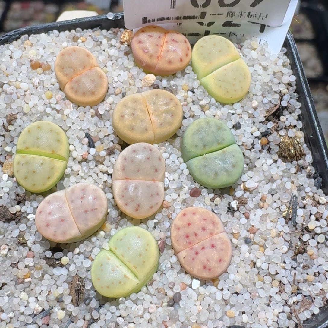 zzz冬日暖心福利1089