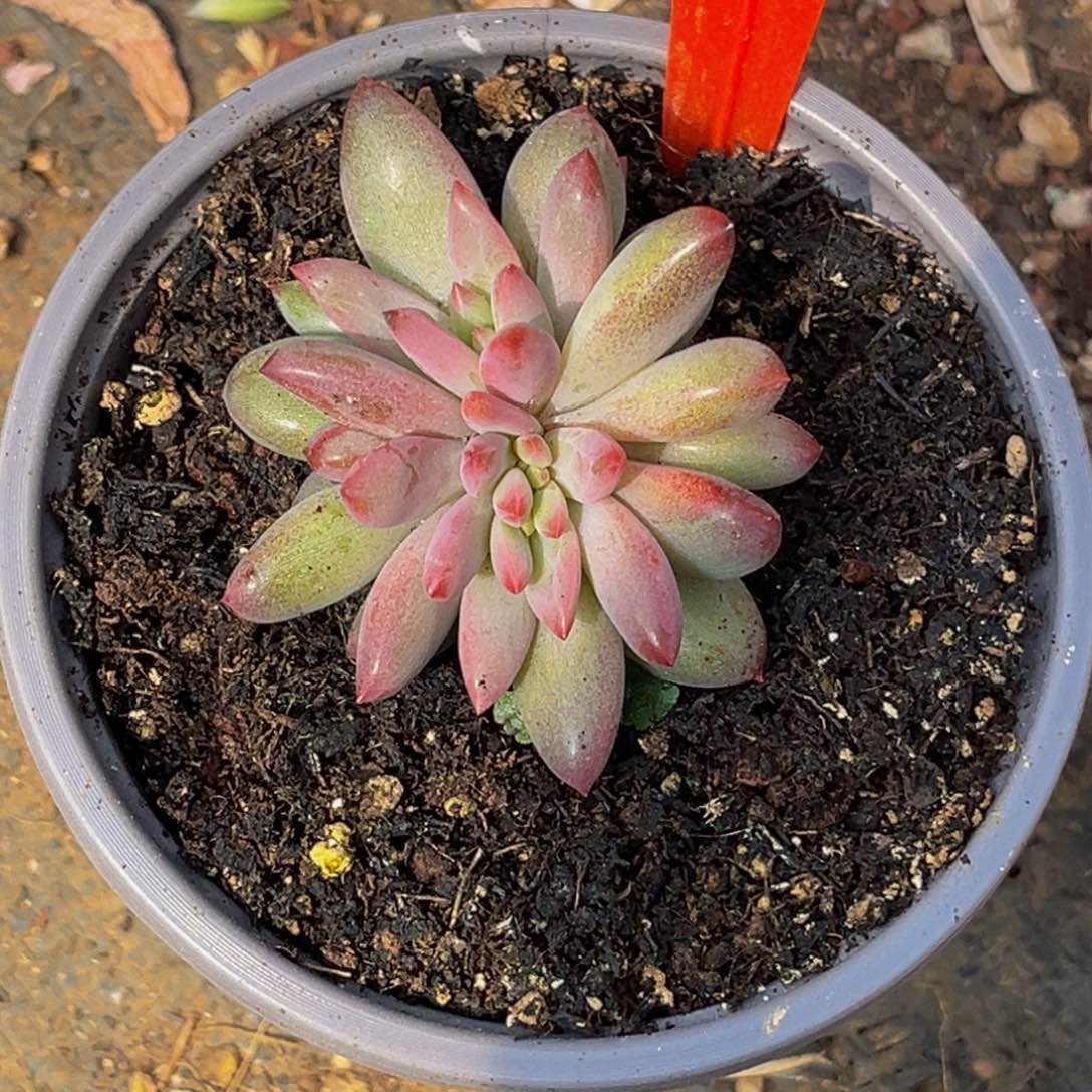 2508号上午多肉植物群生