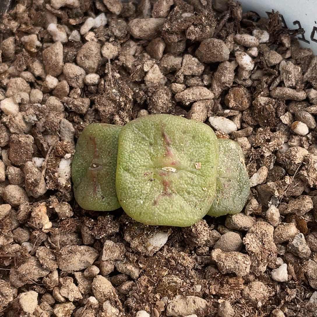 14-52方碗多肉植物