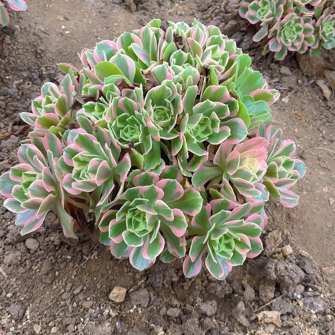 女妖多肉植物大手捧