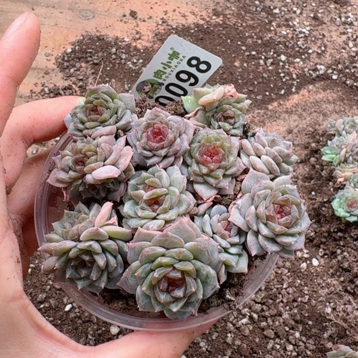 多肉植物多肉植物
