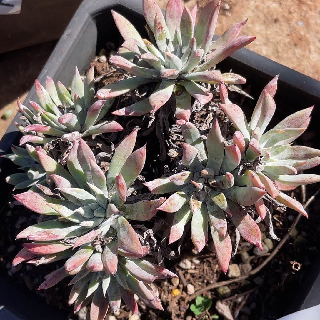 仙女杯多头老桩7992