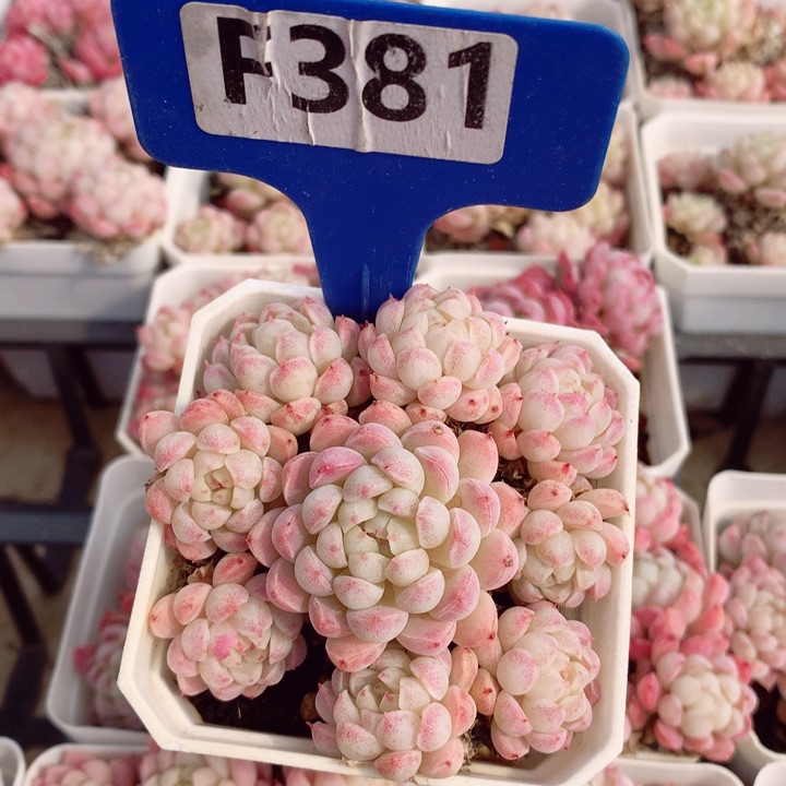 羊脂球7vm不包整群福利