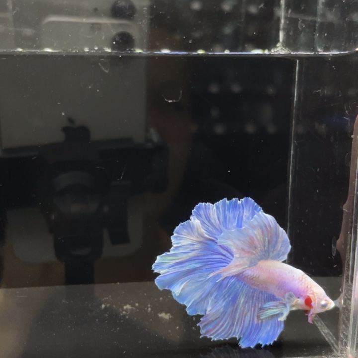 斗鱼哈哈哈啊哈哈哈497