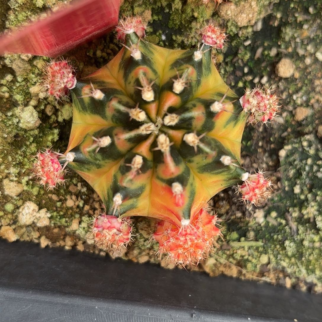 158-1120泰国发货多肉