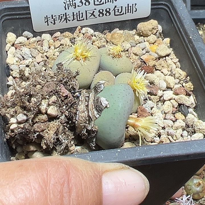 用***0925号奶油嘴2颗多肉植物