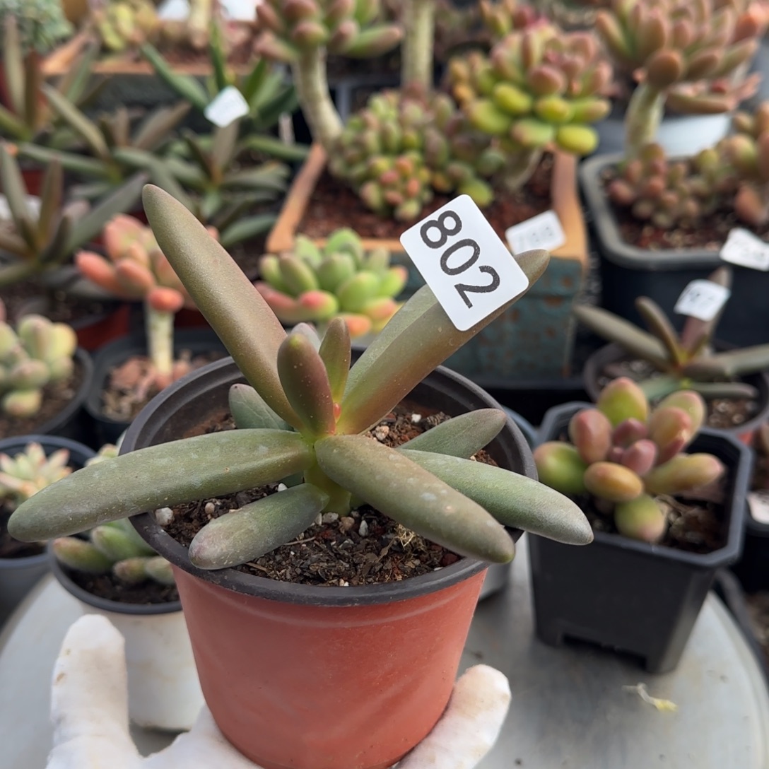 802号一物一拍一物一拍椰子树