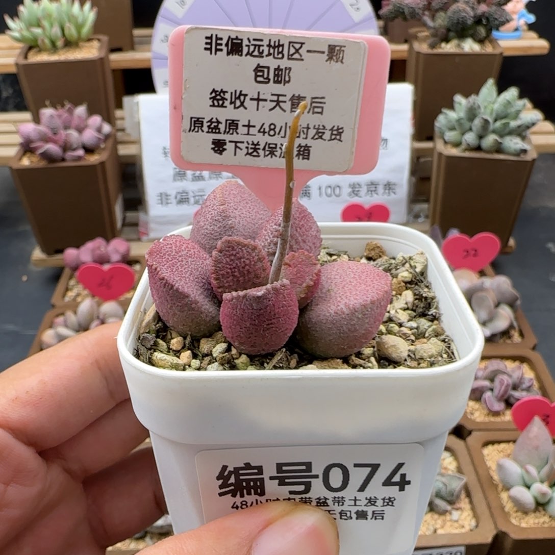 074赛猪肝多肉植物