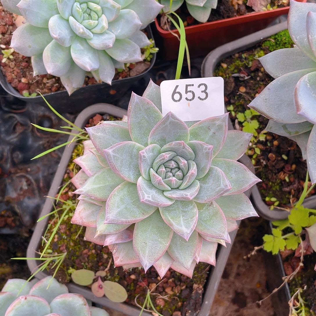 653。蓝鸟。              量拍