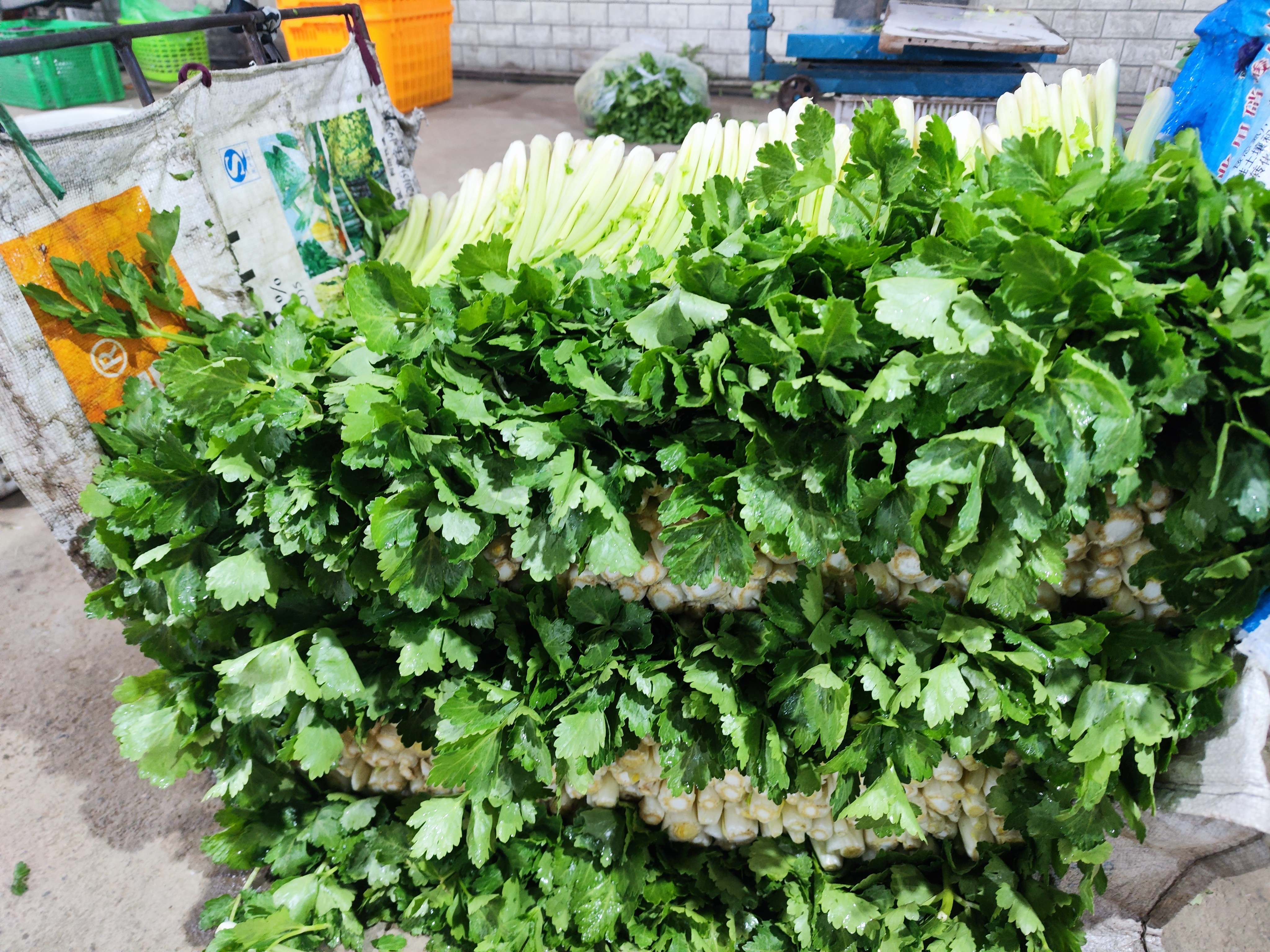 四川本地新鲜蔬菜4样主菜 赠2两香葱一2指香菜 不单拍