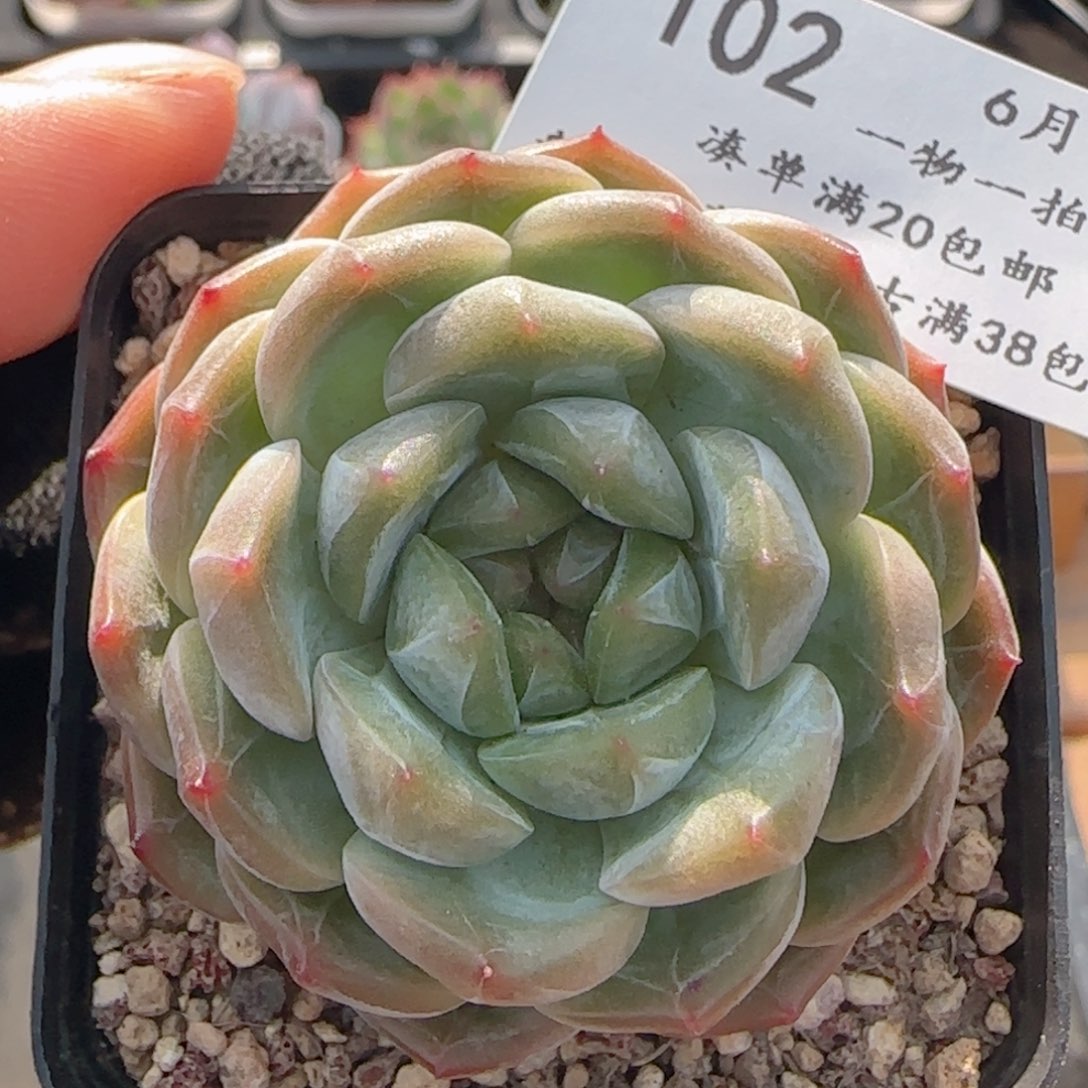 0613-102晴川珍妮