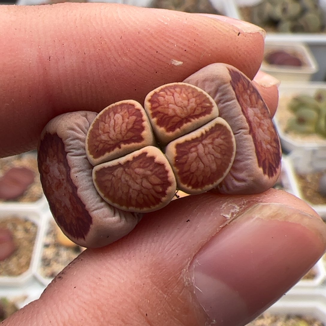 0137号菊 多肉植物