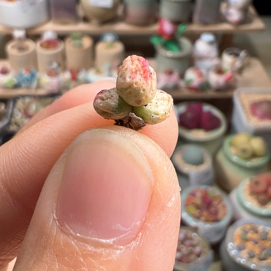 多肉植物226号斑马