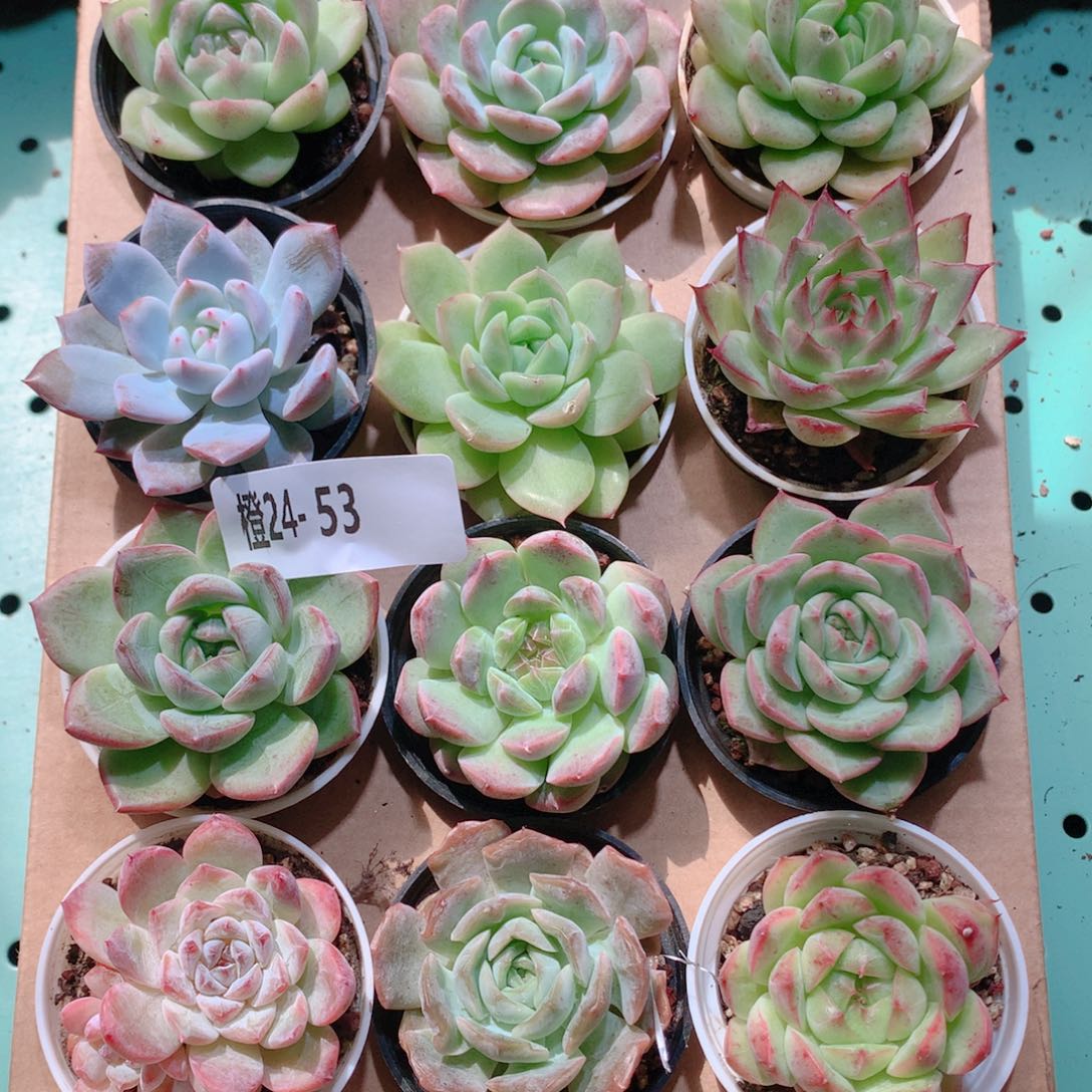 24-53一物一拍多肉带盆18颗