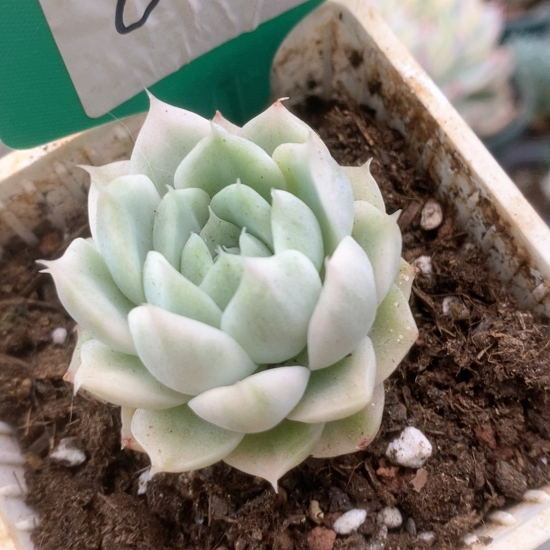046白瓷麦杆锦锦锦锦