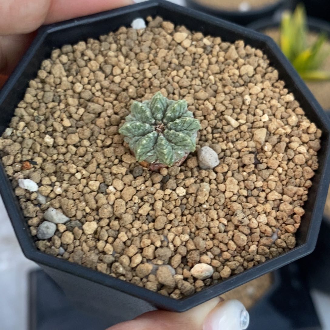 汉****?籽播老草球