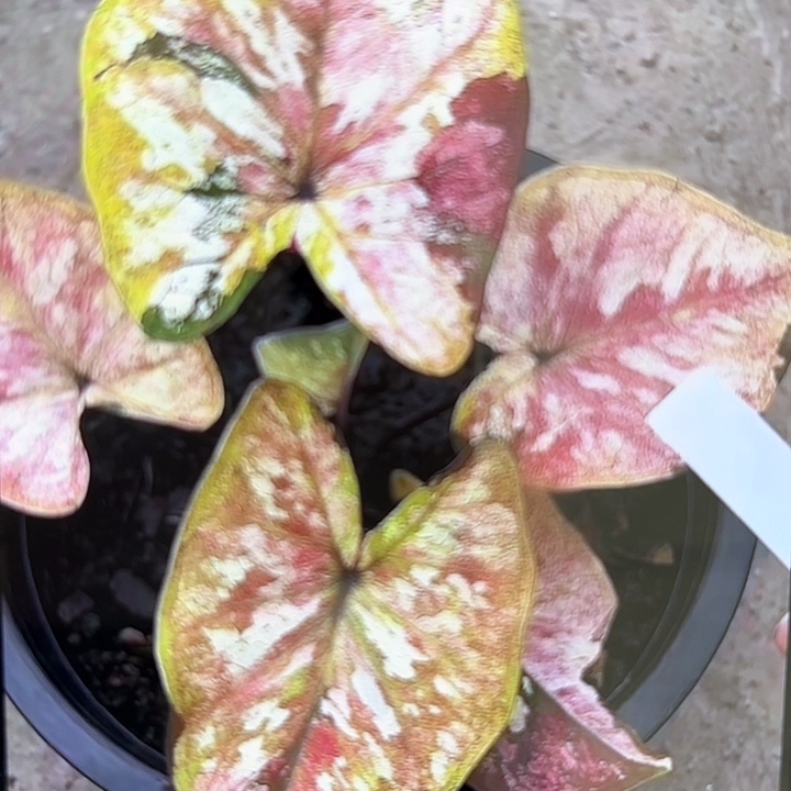 22-0213silahongtong彩叶芋泰国发货