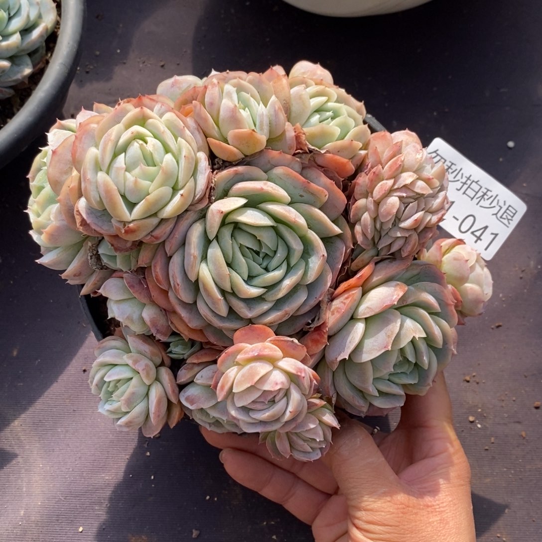 两单包邮101-41西娜