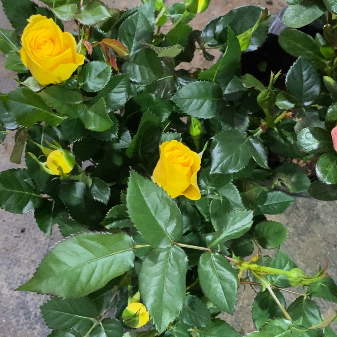 大部分花苞少量开放