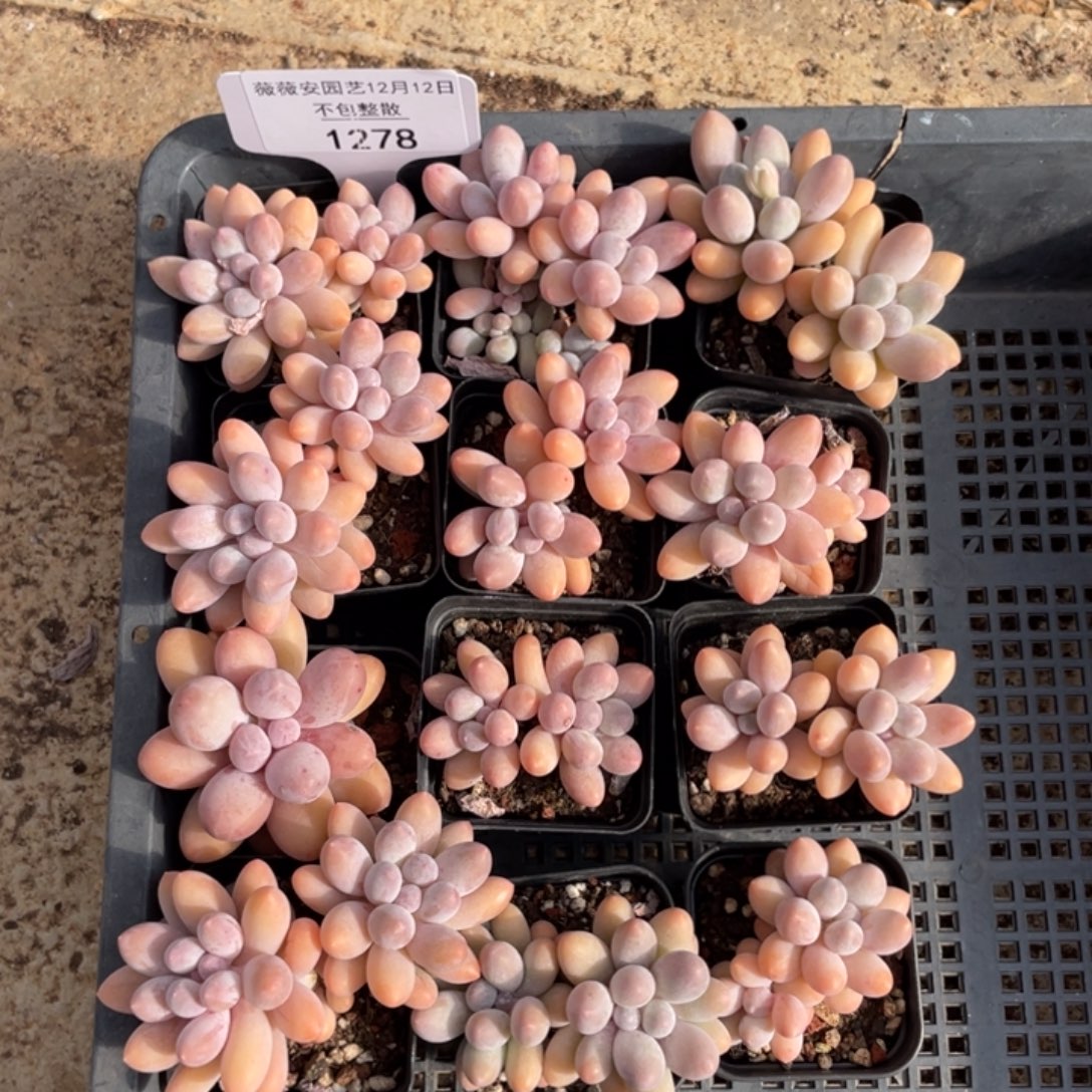 不包整散 盆子不售后1278