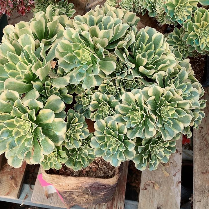 绿豆沙朵朵脱土发货啊