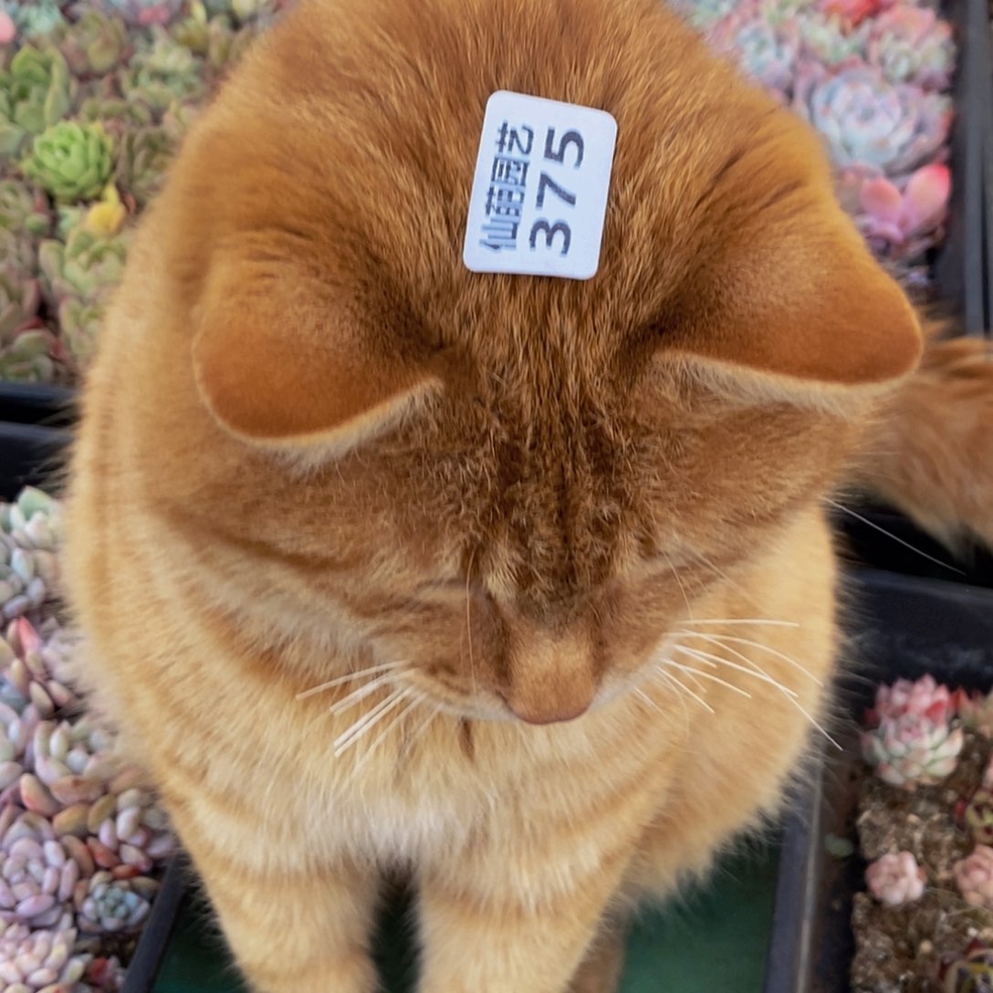 375个月的时间就是金钱的