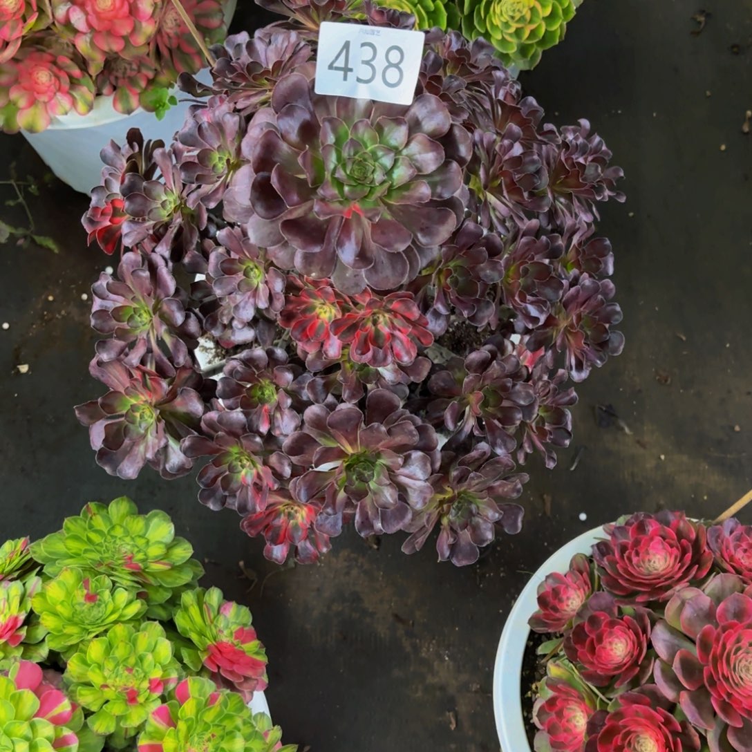 纸***鸢438多肉植物花蝴蝶