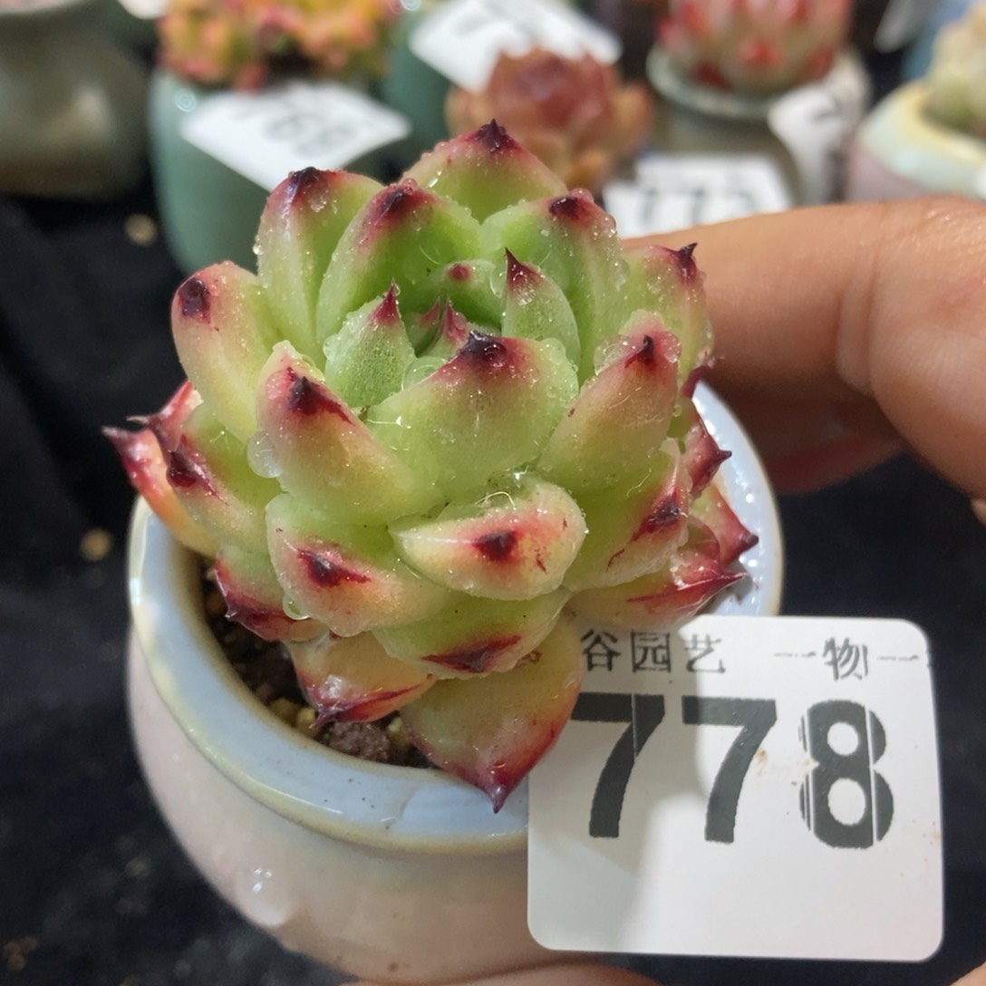 778带盆土1111111
