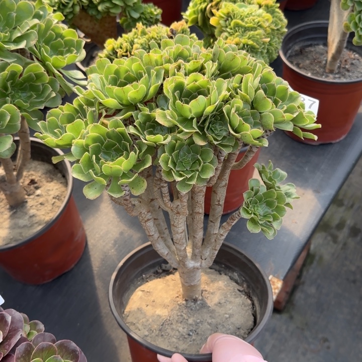 谢****多肉植物绿法师387