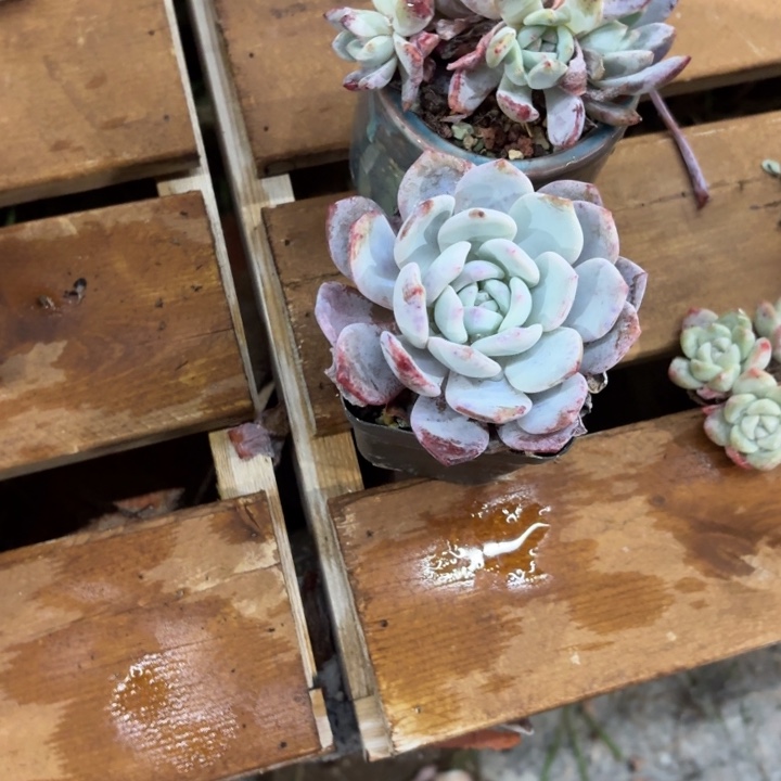 多肉植物奶盖多肉